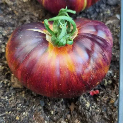 Lovely Lush Lovely Lush