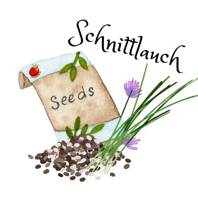 Schnittlauch Schnittlauch