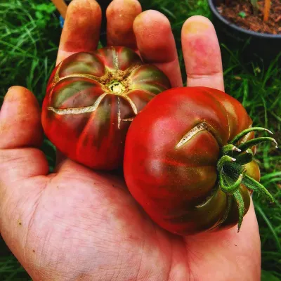 Purple Calabash Purple Calabash