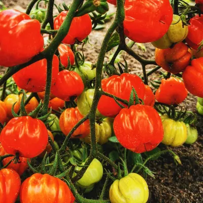 Cherry Accordeon Cherry Accordeon