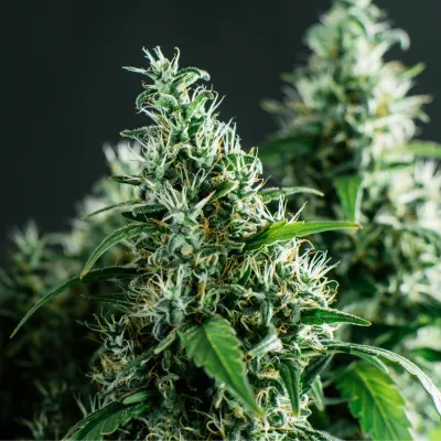 Black Domina x Critical Fast Auto ( 1 Samen )