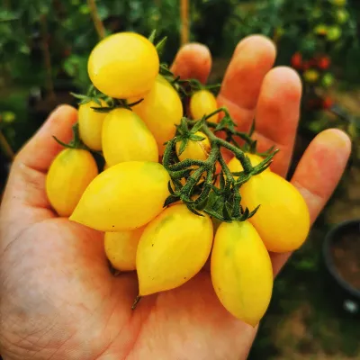 Barry's Crazy Cherry Barry's Crazy Cherry