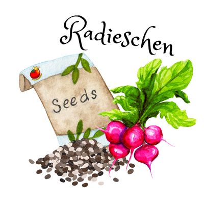 Radieschen Radieschen