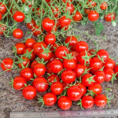 Multiflora Myriam Multiflora Myriam