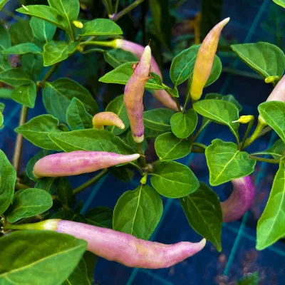 Aji Challuaruro Amarillo