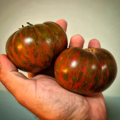 Berkeley Tie Dye Pink Berkeley Tie Dye Pink