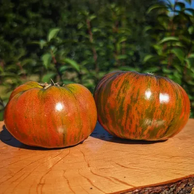 Chocolate Stripes Chocolate Stripes