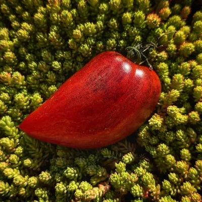 Crushed Heart Crushed Heart