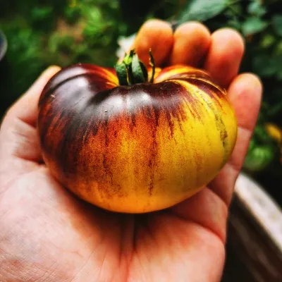 Great Yellow Blue Great Yellow Blue