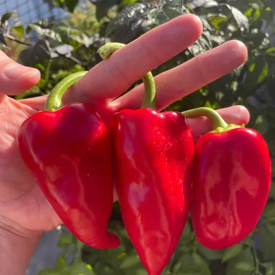 Fresno Supremo Fresno Supremo