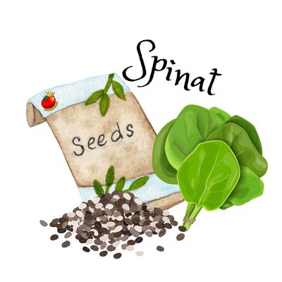 Spinat Spinat