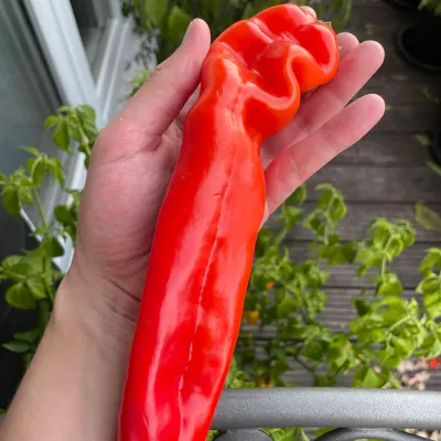 Sweet Palermo Sweet Palermo