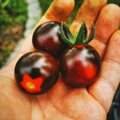 Hellsing Junction Blue