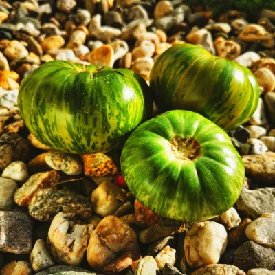 Cherokee Lime Stripes Cherokee Lime Stripes