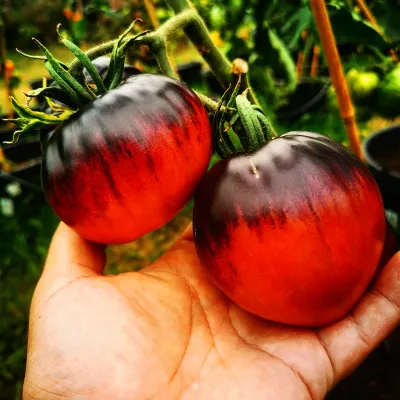 Sgt. Peppers Sgt. Peppers