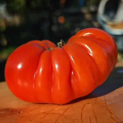 Costoluto di Parma Costoluto di Parma