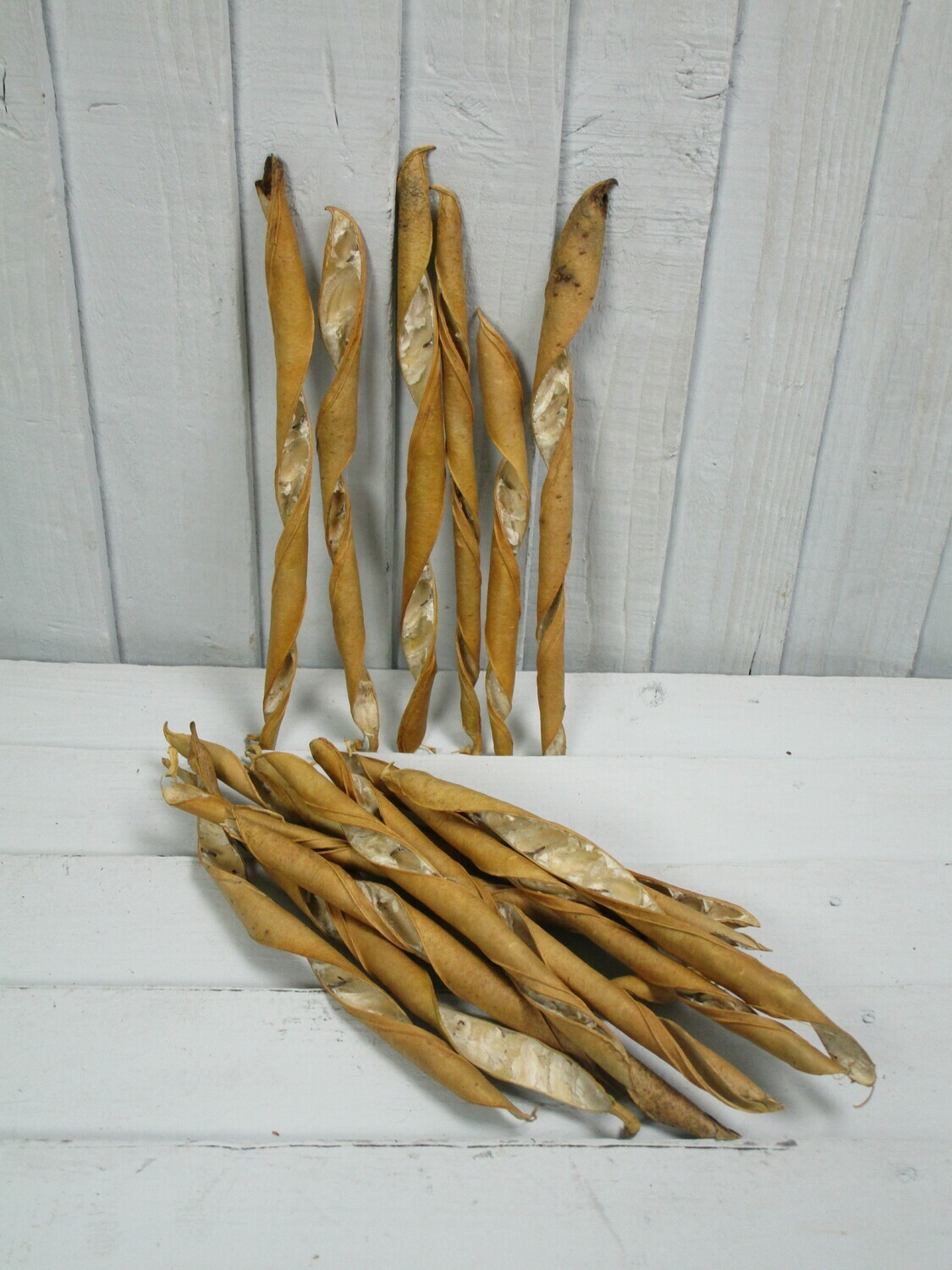 Spiral Seed Head Pack
HS Code: 0603000000
Country Of Origin: South Africa