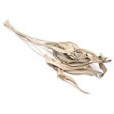 Image result for dried strelitzia leaves