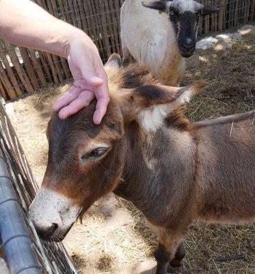Donkeys