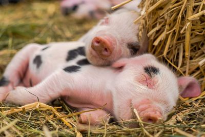 Mini Pig Experience