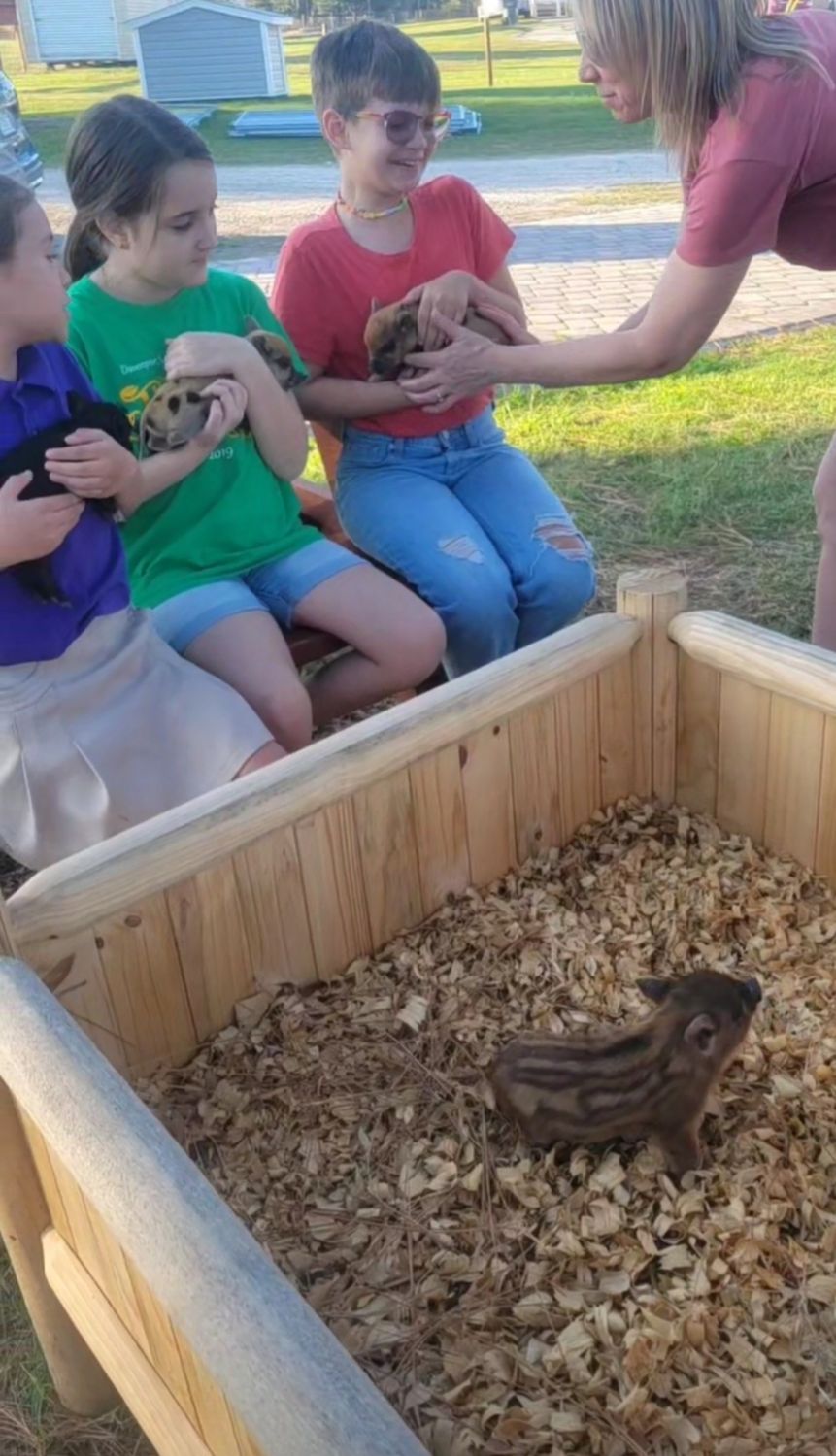                  Mini Pig Experience