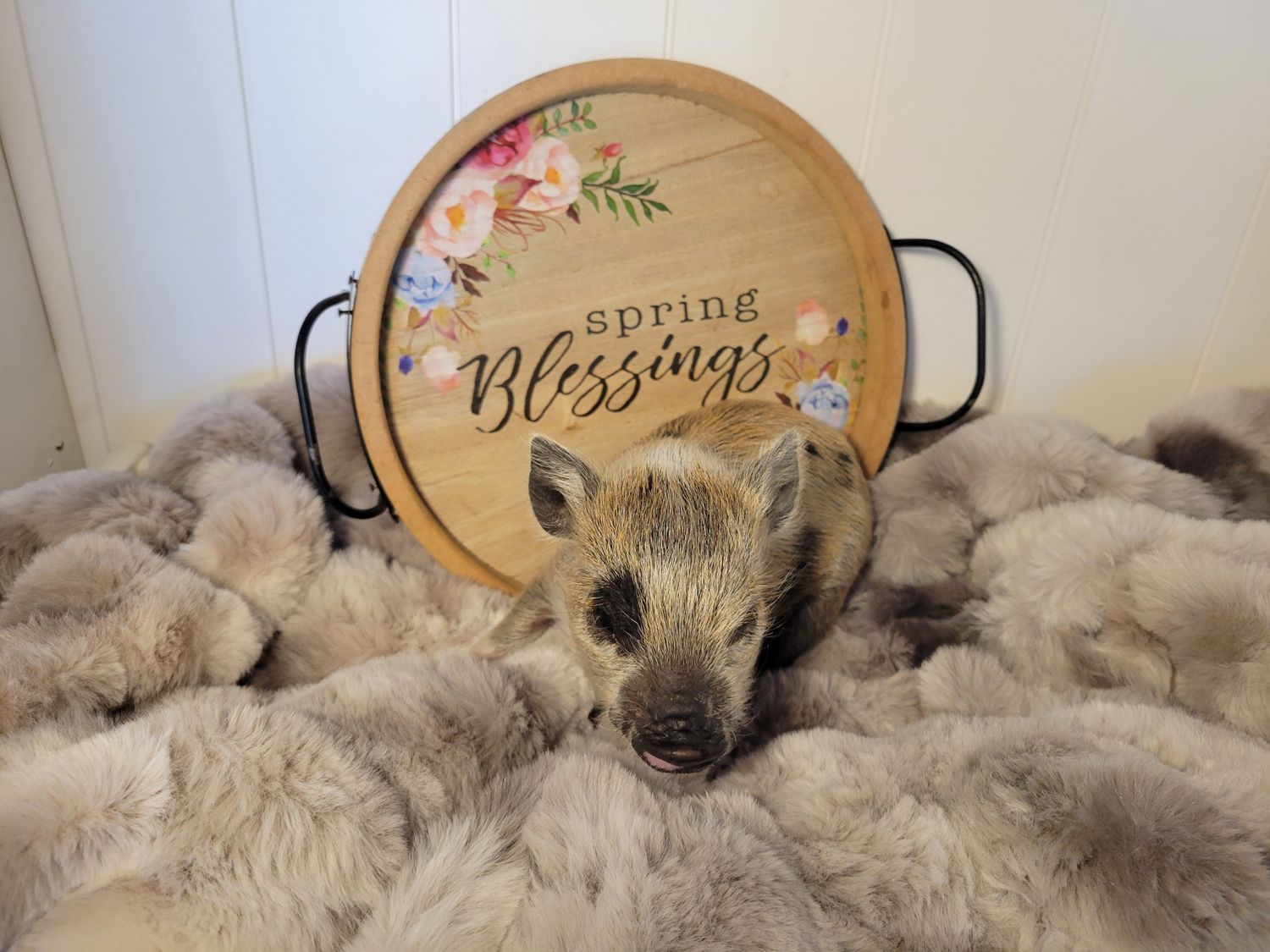 Male Mini Pig