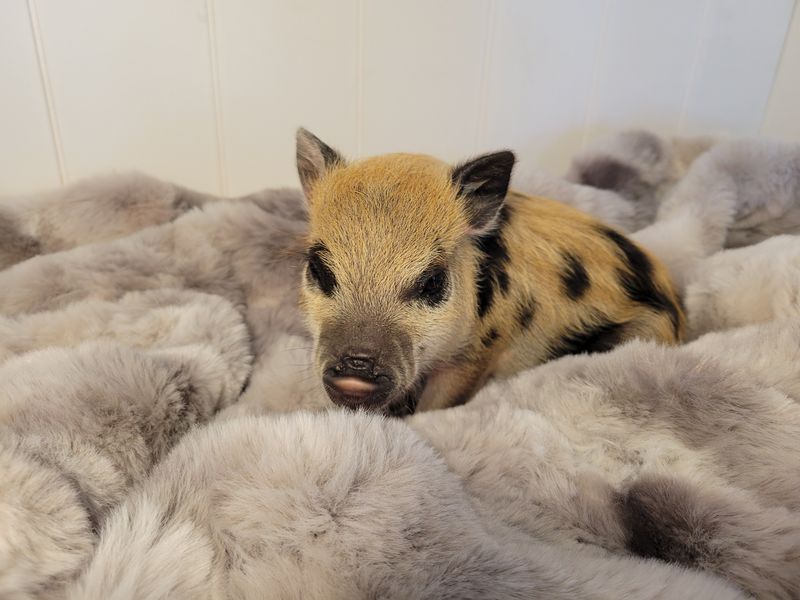 Male Mini Pig