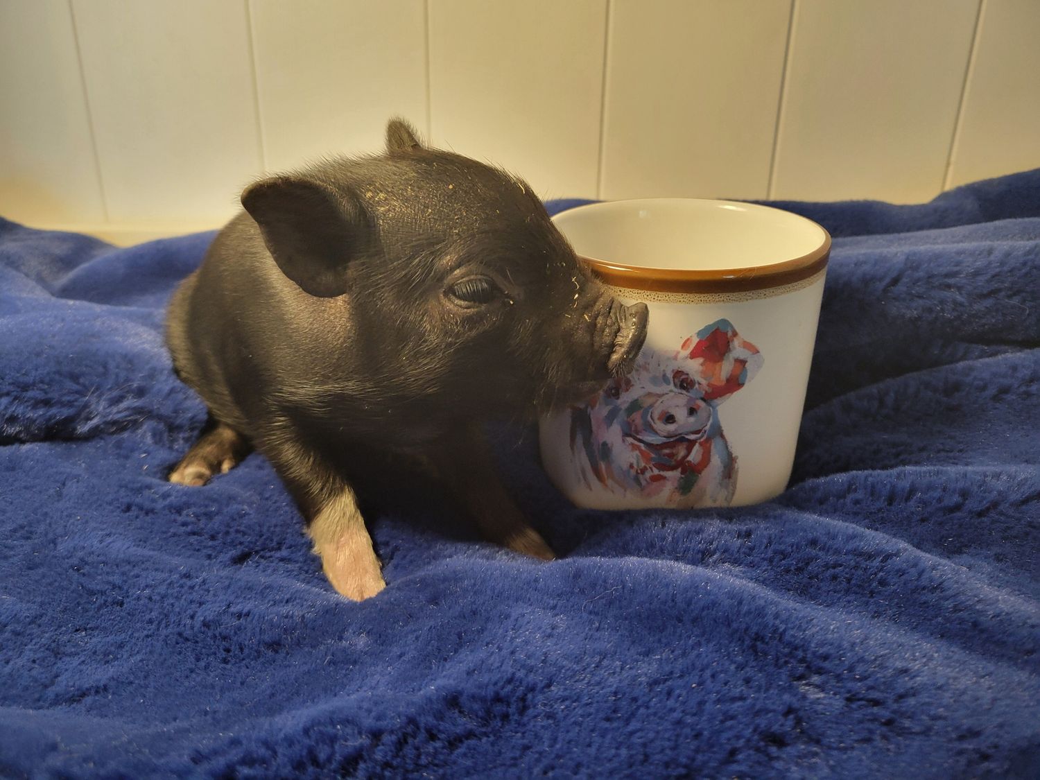Male Mini Pig