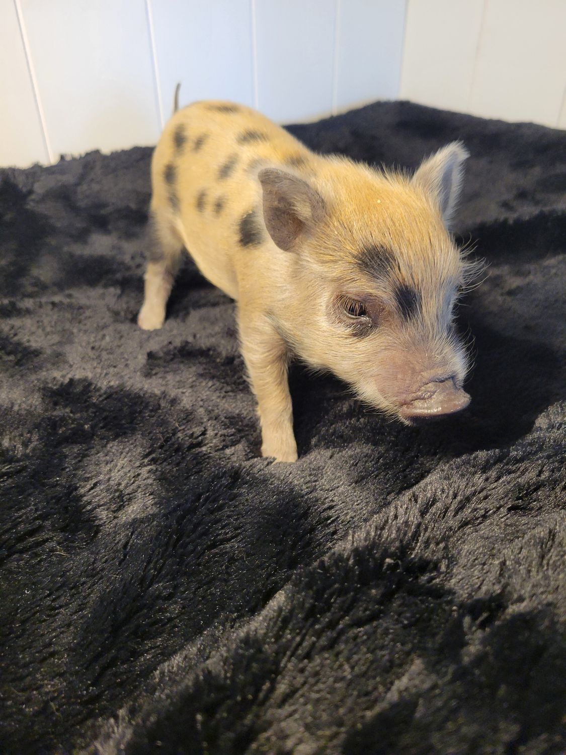 Male Mini Pig