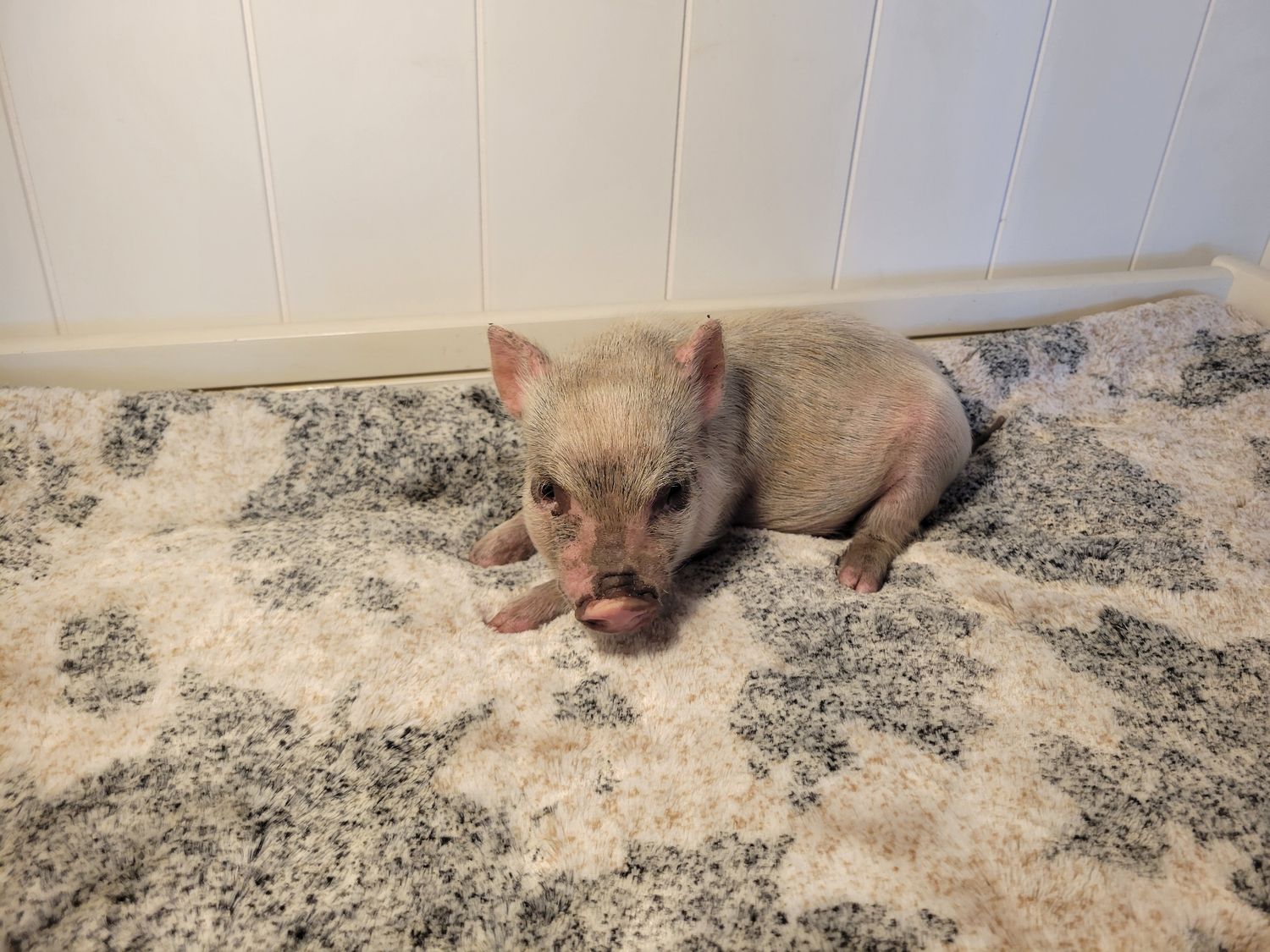 Male Mini Pig