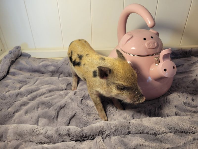 Male Mini Pig
