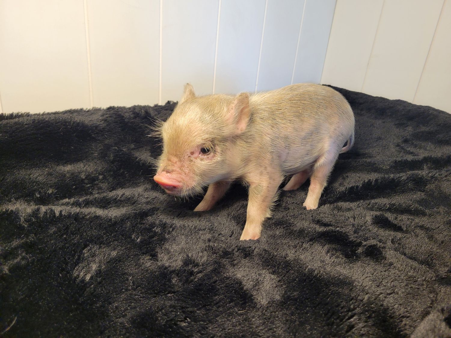 Male Mini Pig