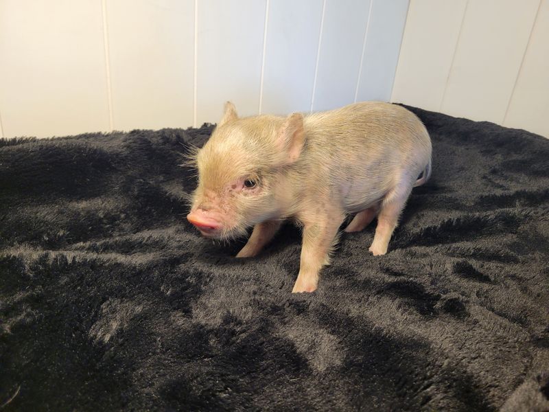 Male Mini Pig