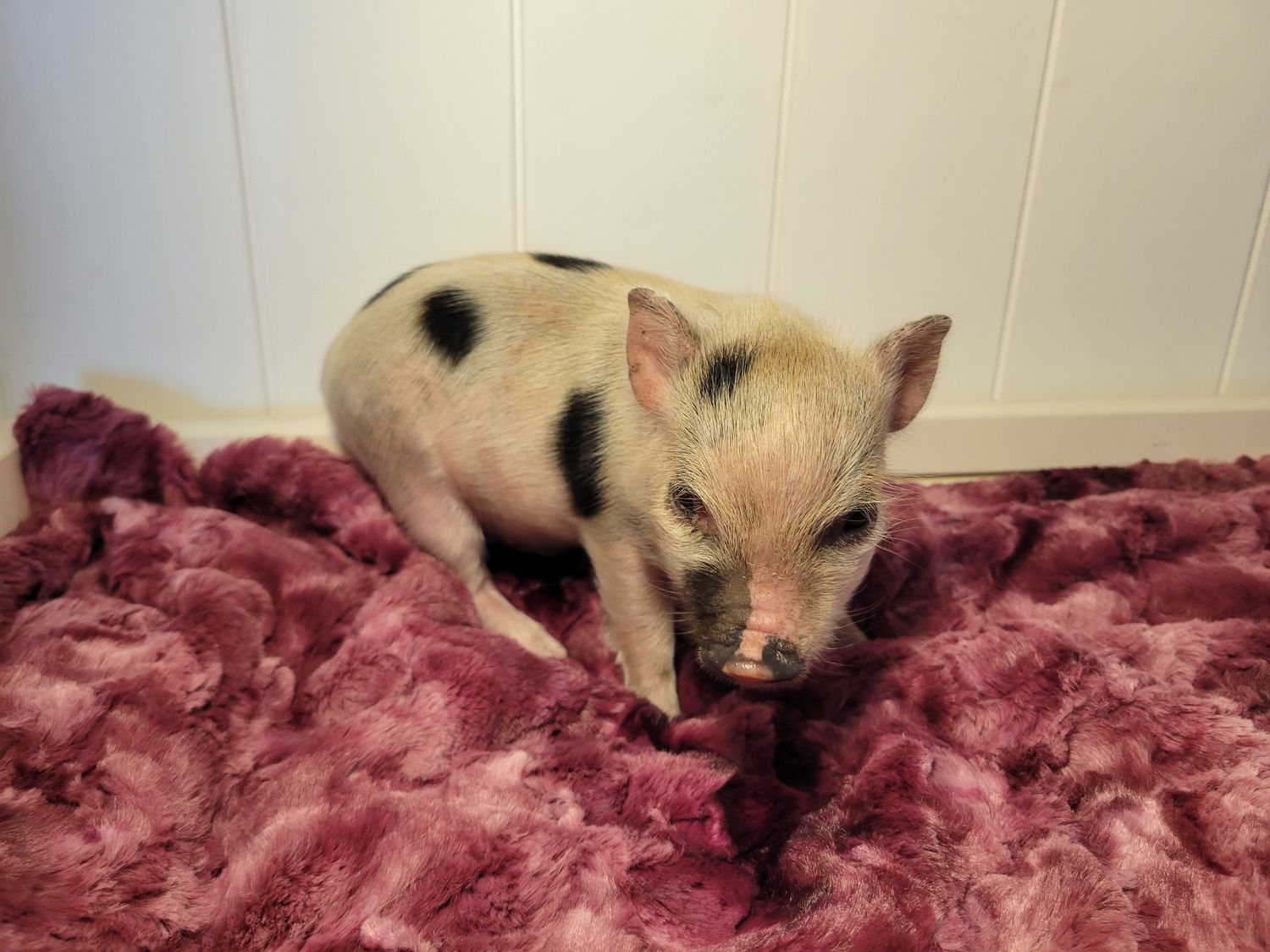 Female Mini Pig super small runt