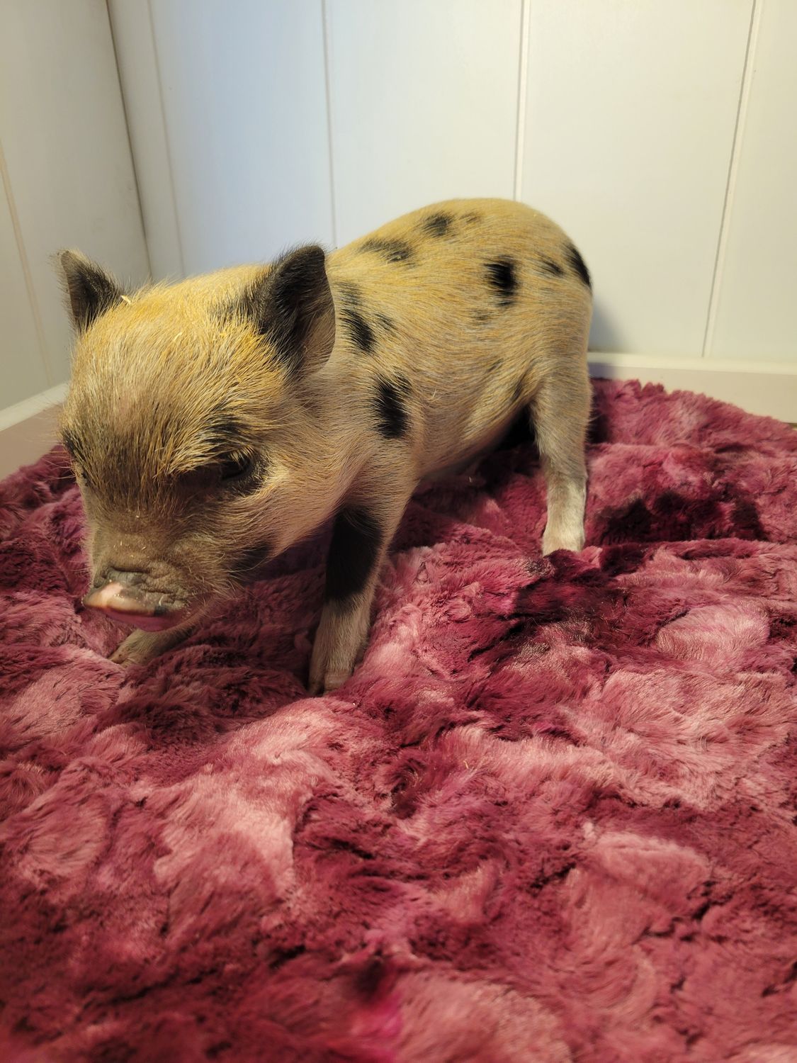Female Mini Pig