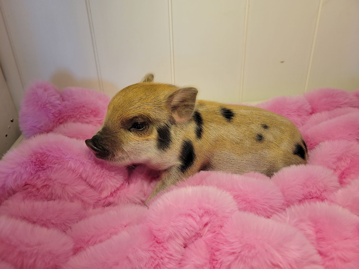 Female Mini Pig