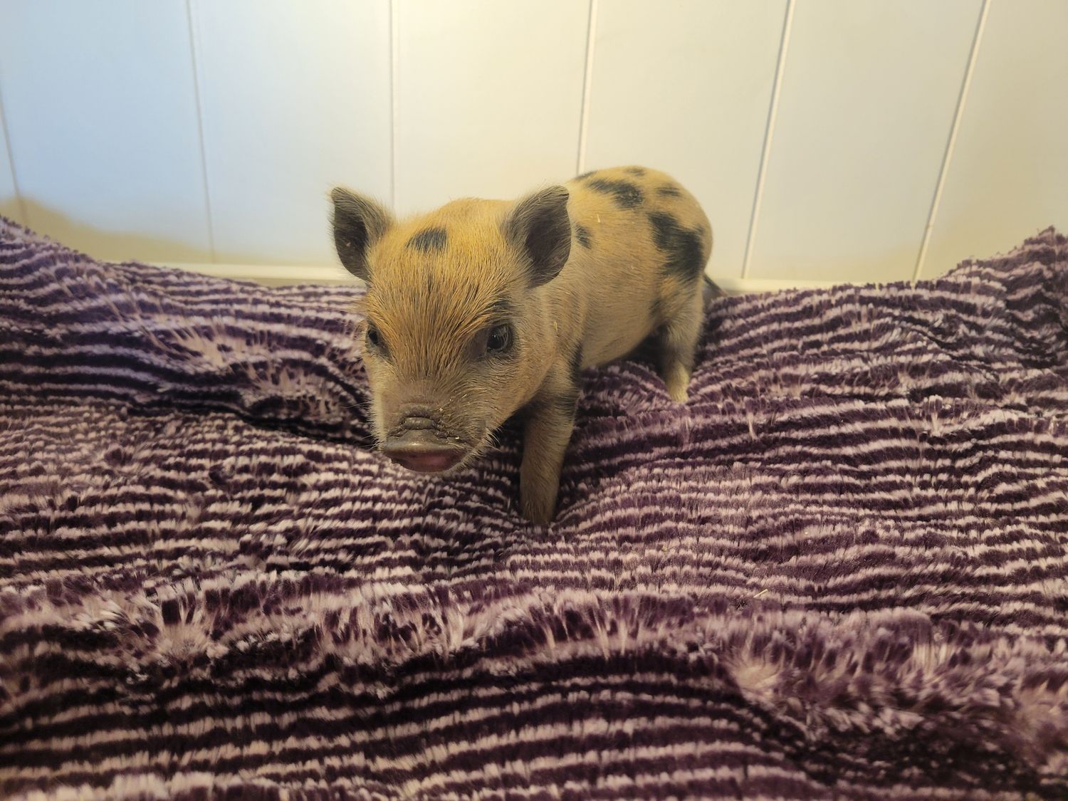 Male Mini Pig