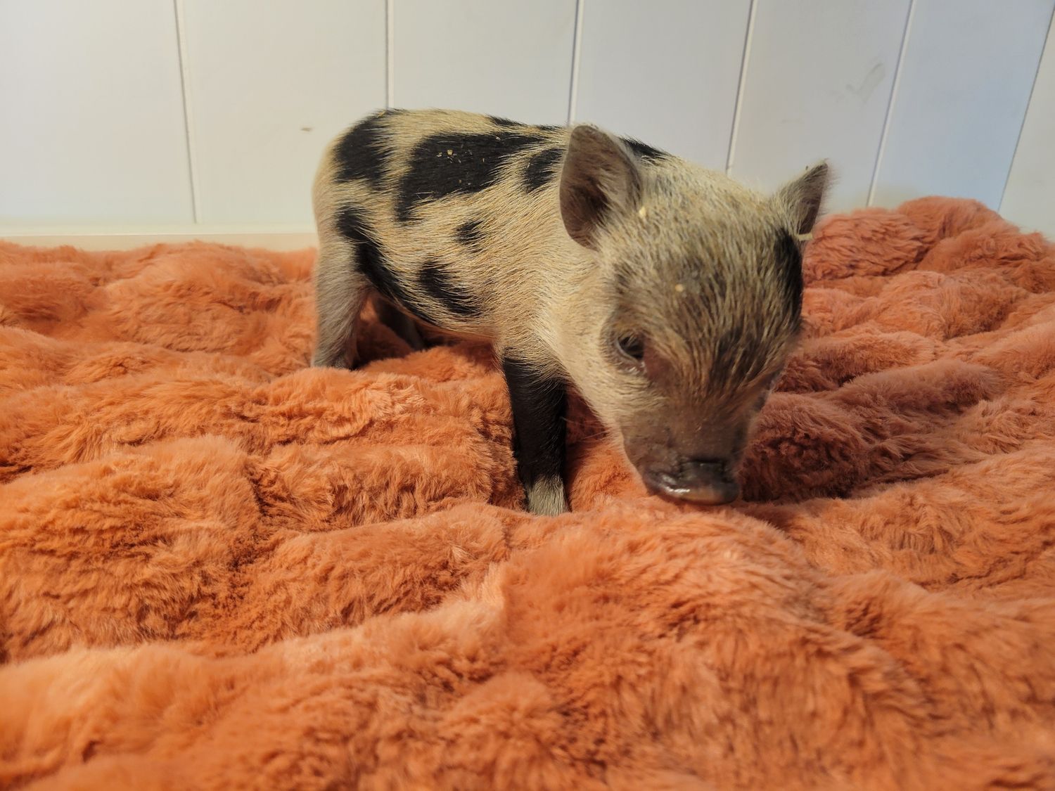 Female Mini Pig