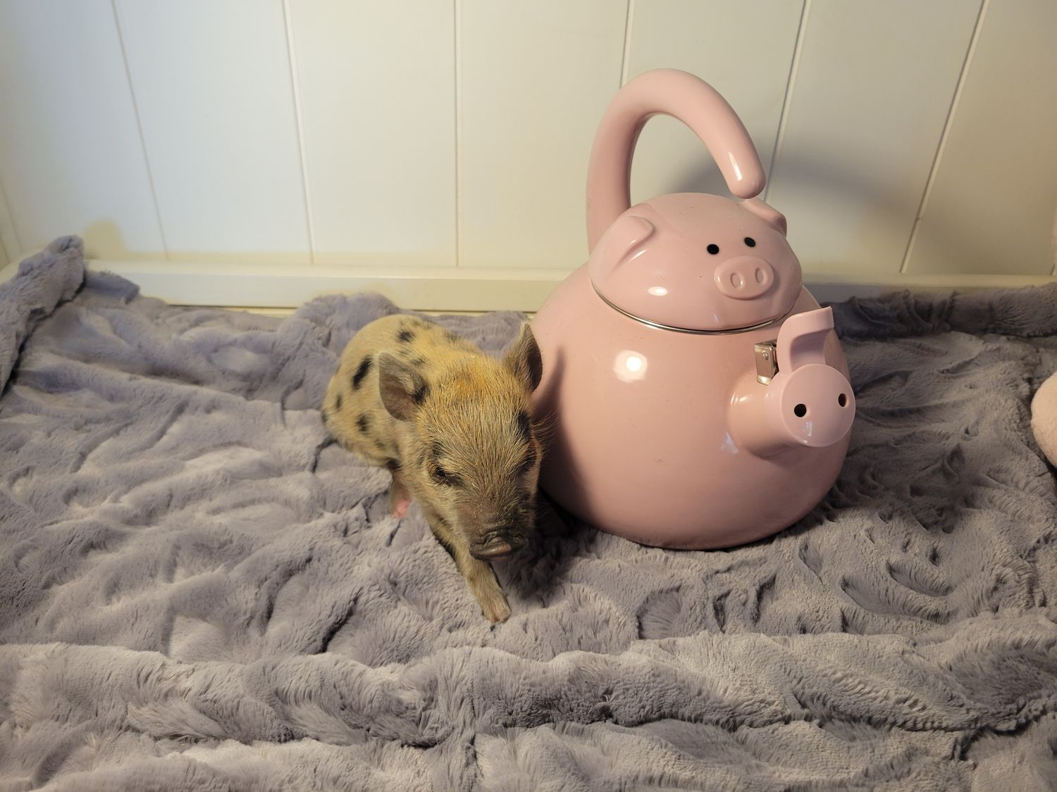 Male Mini Pig