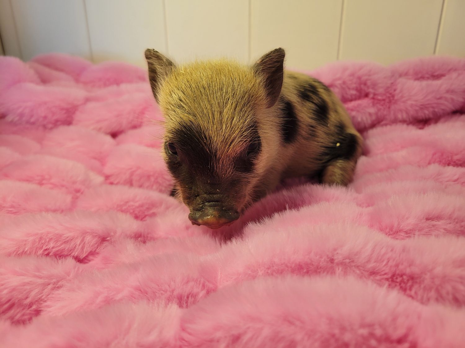 Female Mini Pig