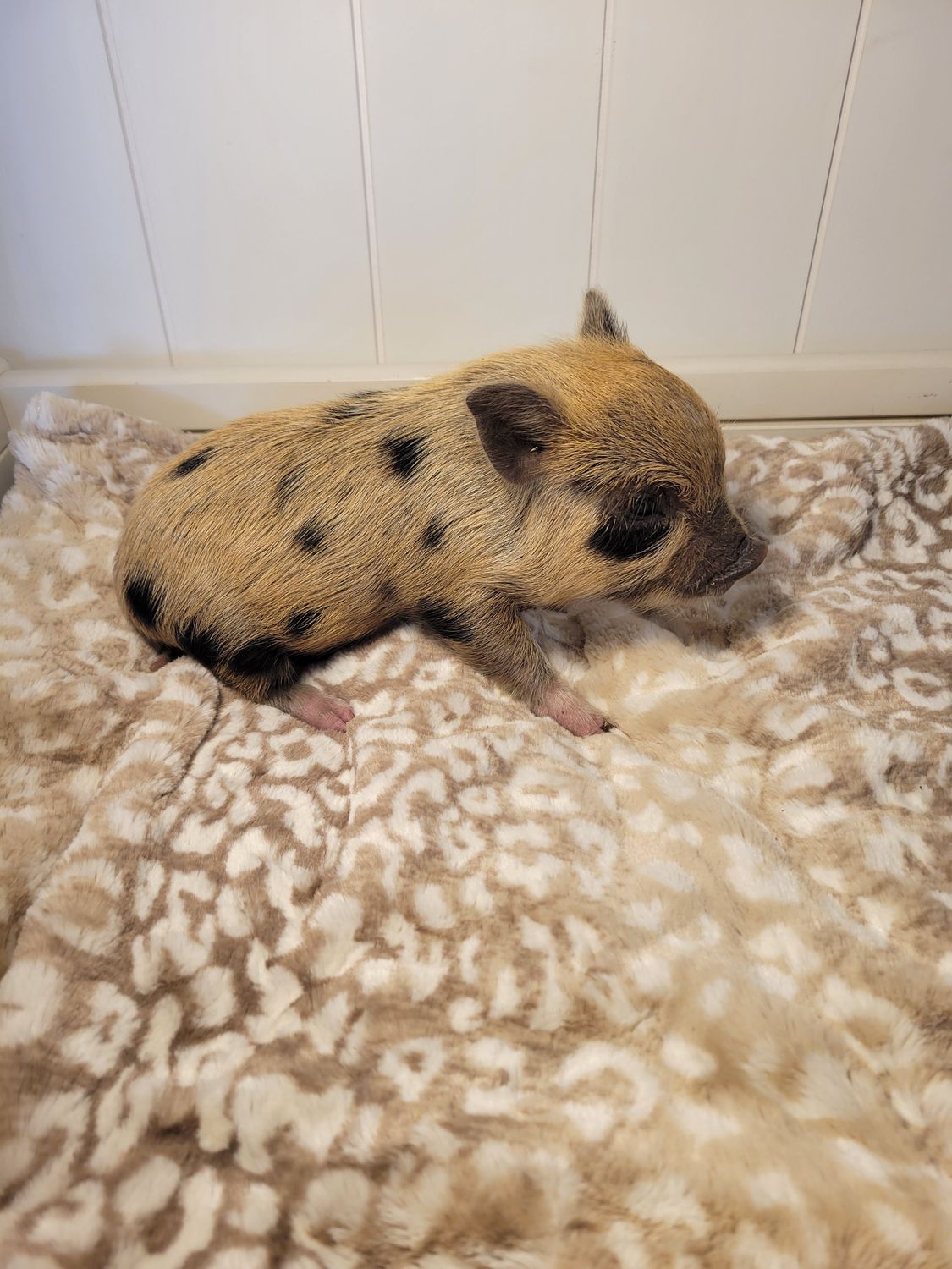 Male Mini Pig