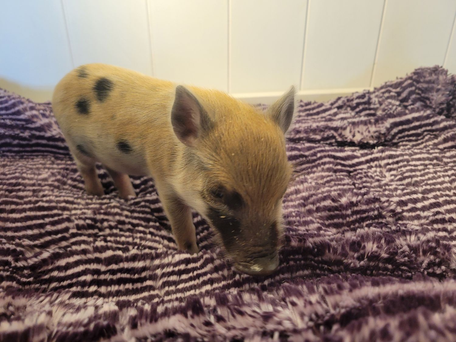 Male Mini Pig