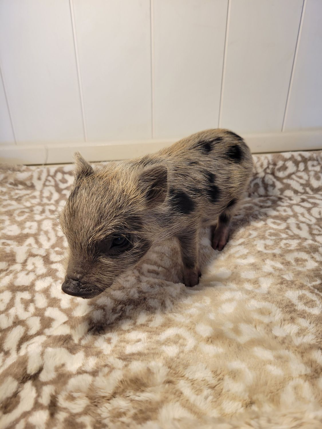 Male Mini Pig (super small runt!)