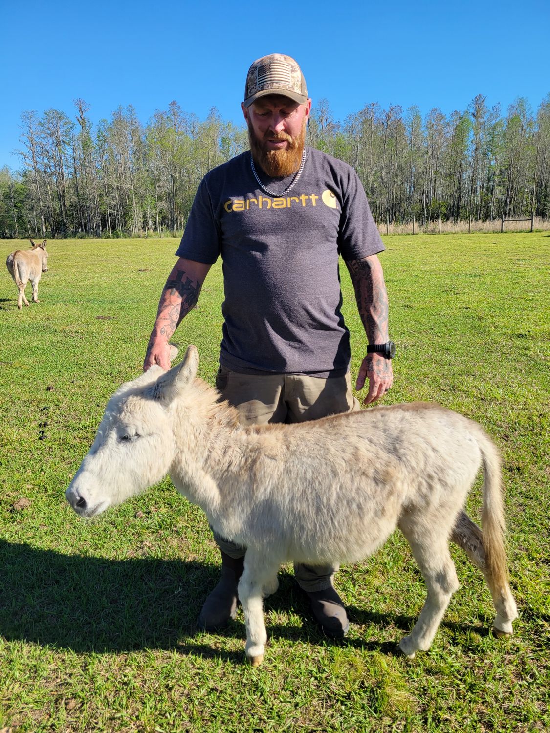 Micro Mini donkey
