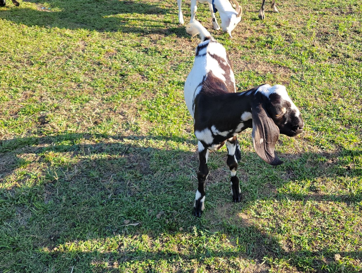 Nubian registered buck 