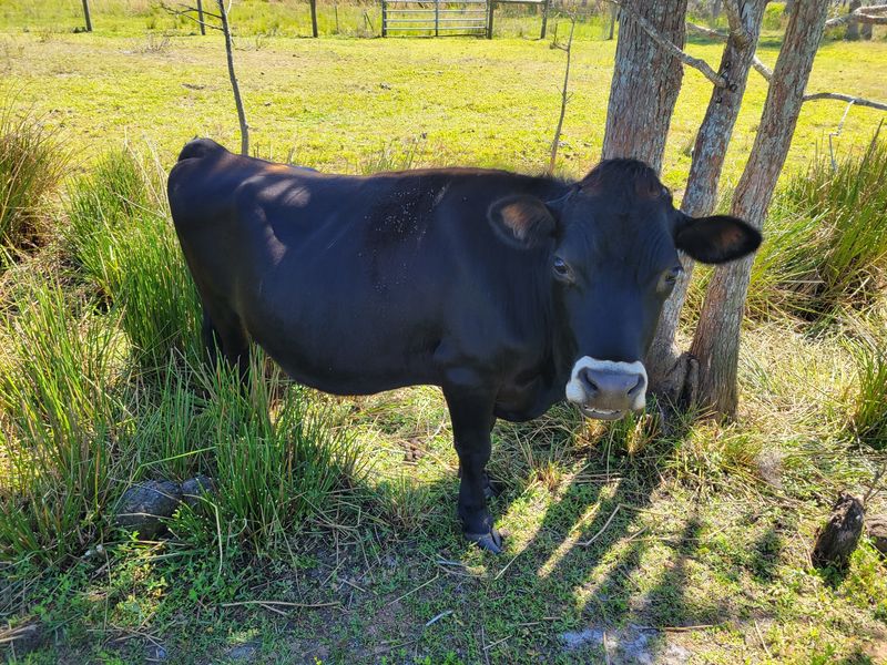 Mini Jersey Steer