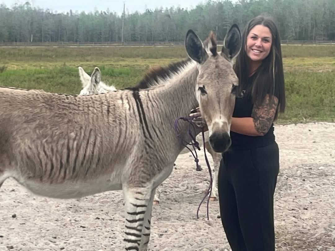 Zedonk/zonkey