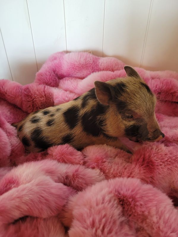 Female Mini Pig