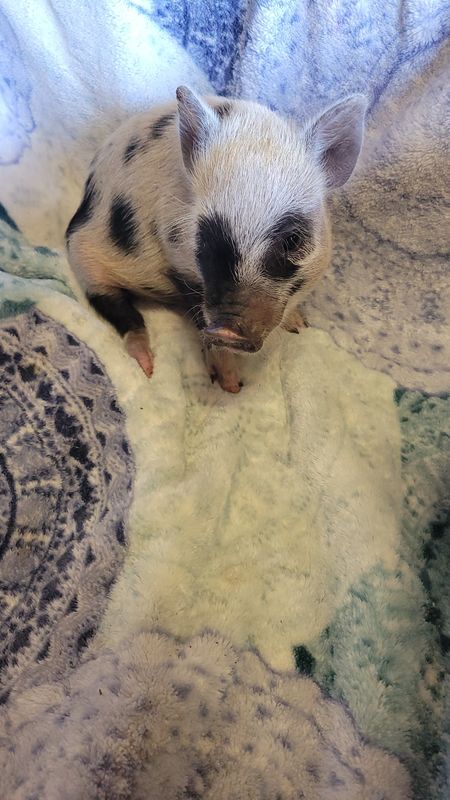 Female Mini Pig