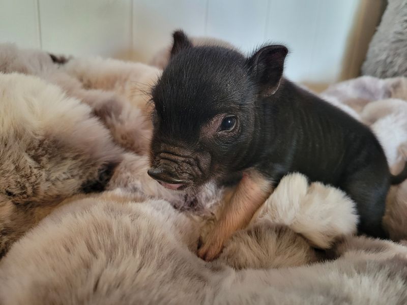 Male Mini Pig
